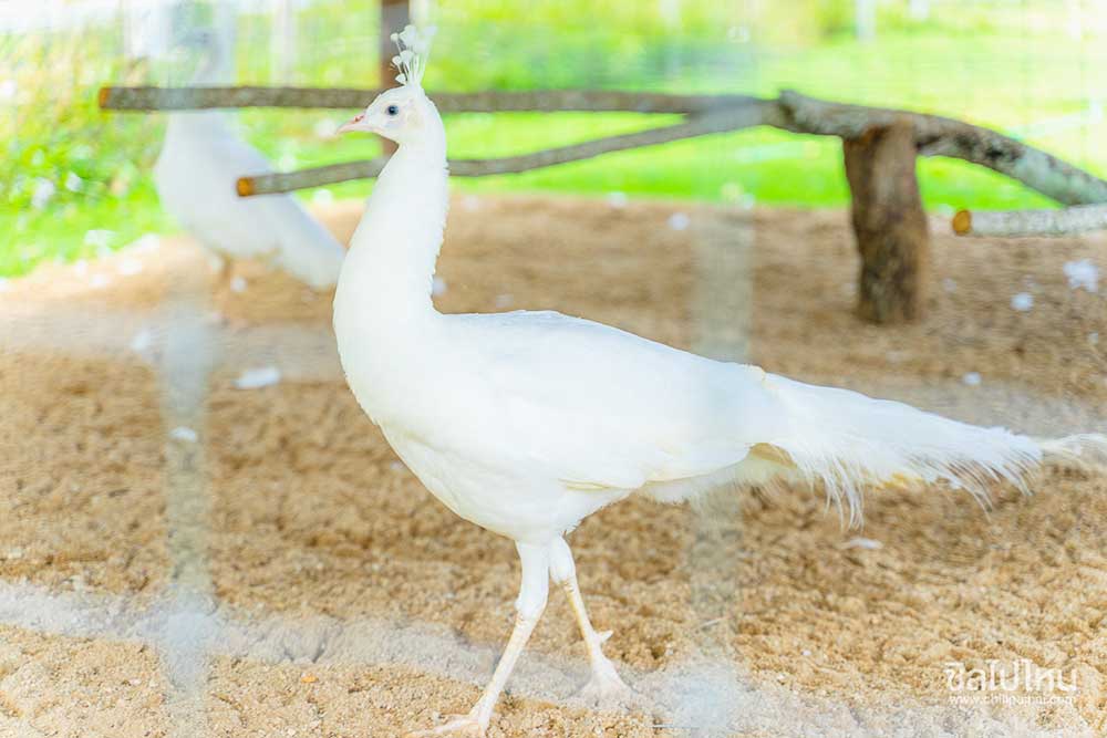 นกยูงอินเดียขาว (Indian peafowl)