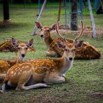 CHITAL DEER