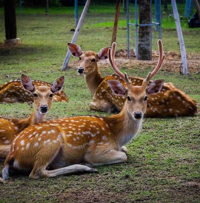 กวางซิก้า  (Sika deer, Japanese deer)