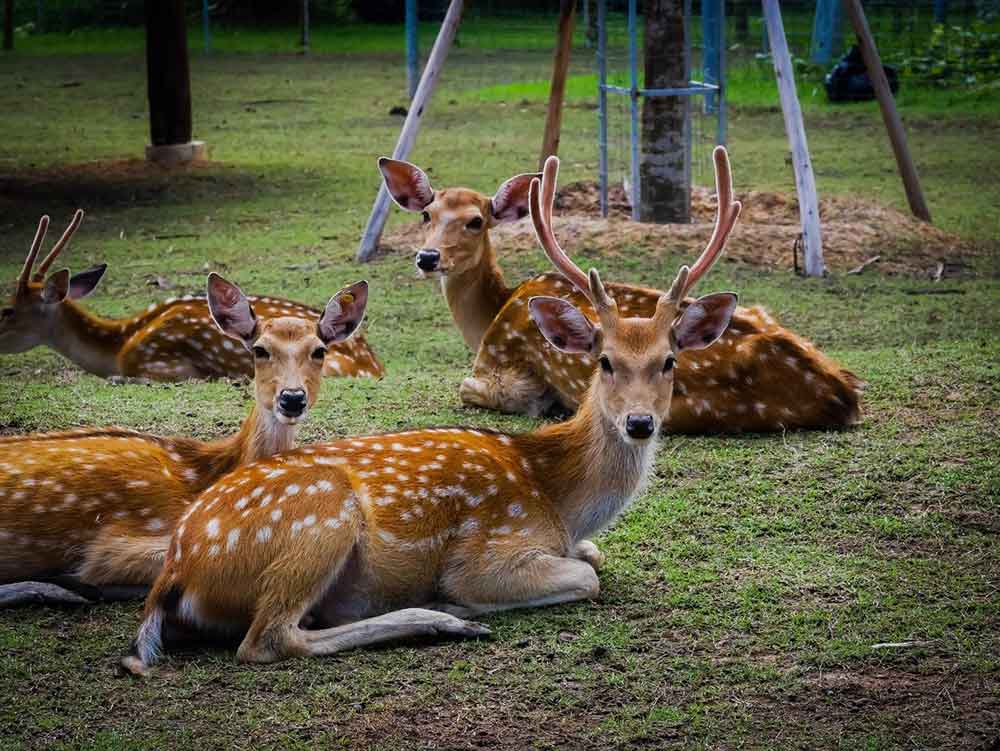 CHITAL DEER