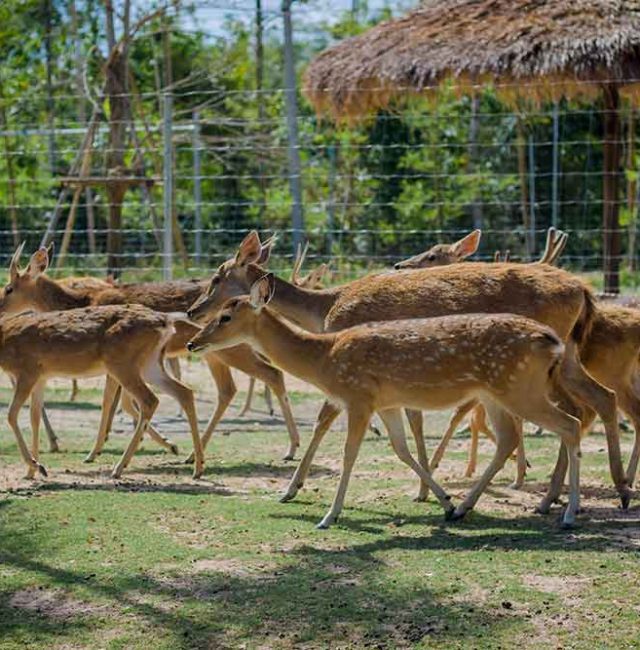 กวางรูซา (Javan rusa)