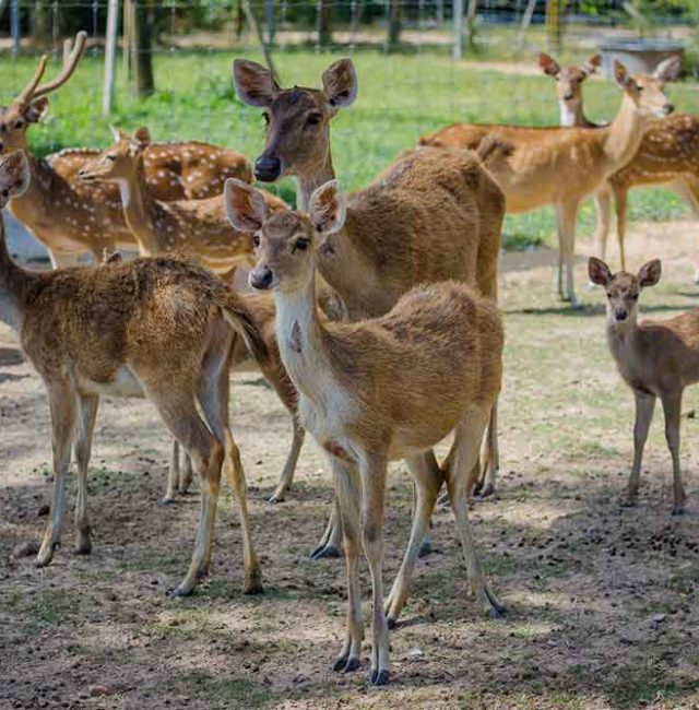 กวางดาวอินเดีย (CHITAL DEER)