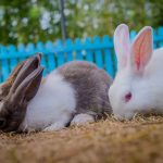 Holland Lop