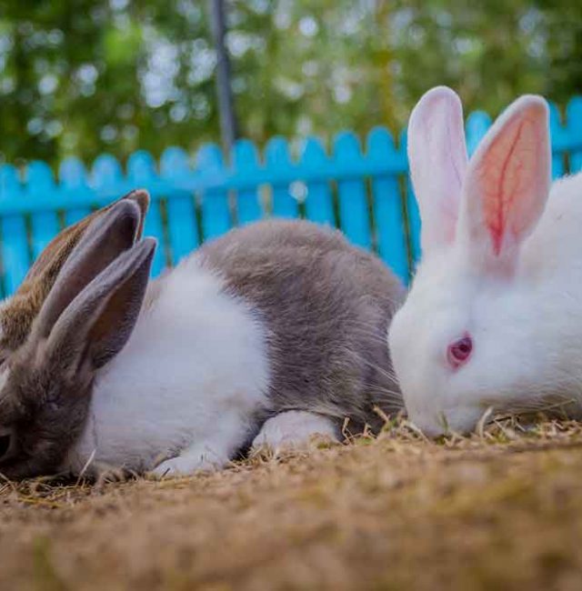 กระต่ายฮอลแลนด์ลอป  (Holland Lop)