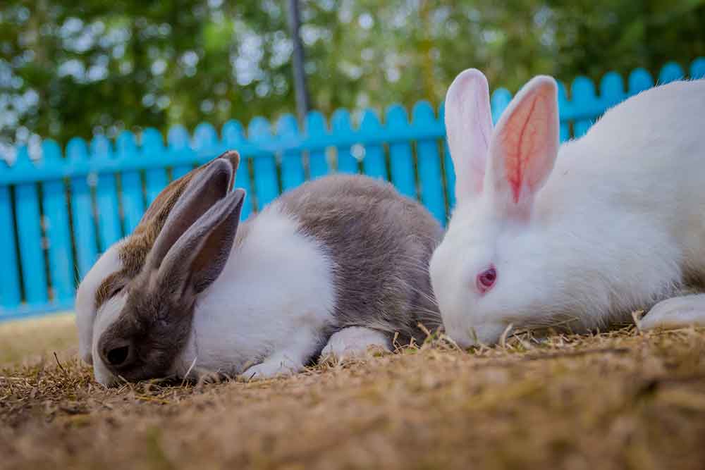 Holland Lop