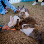 Netherland Dwarf