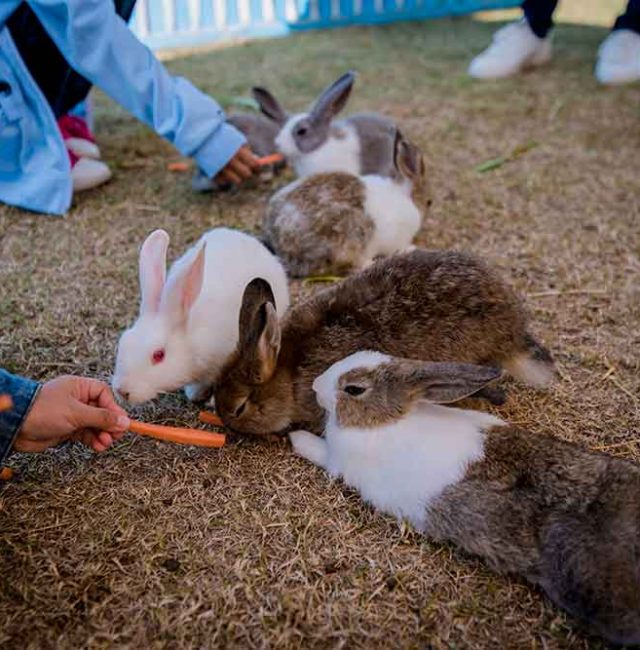 กระต่ายเนเธอร์แลนด์ดวอฟ  (Netherland Dwarf)