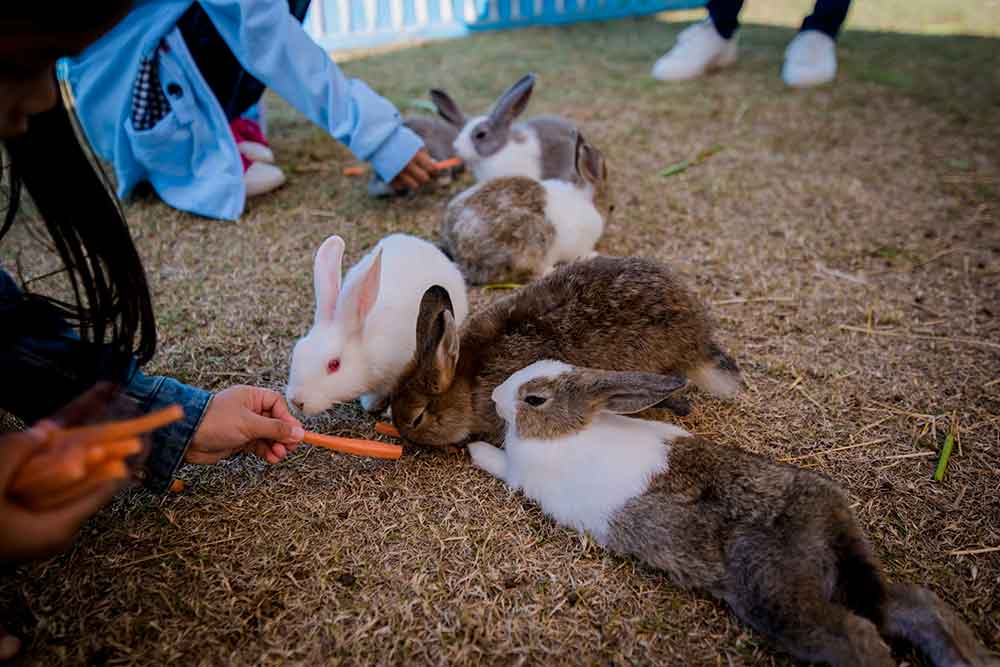 Netherland Dwarf