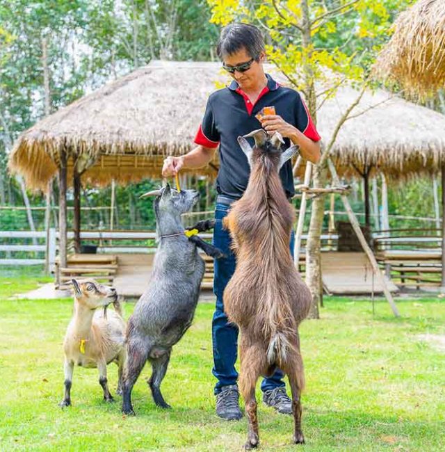 แพะปิ๊กมี่แอฟริกัน (Pygmy Goat)