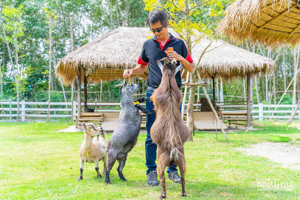 Pygmy Goat