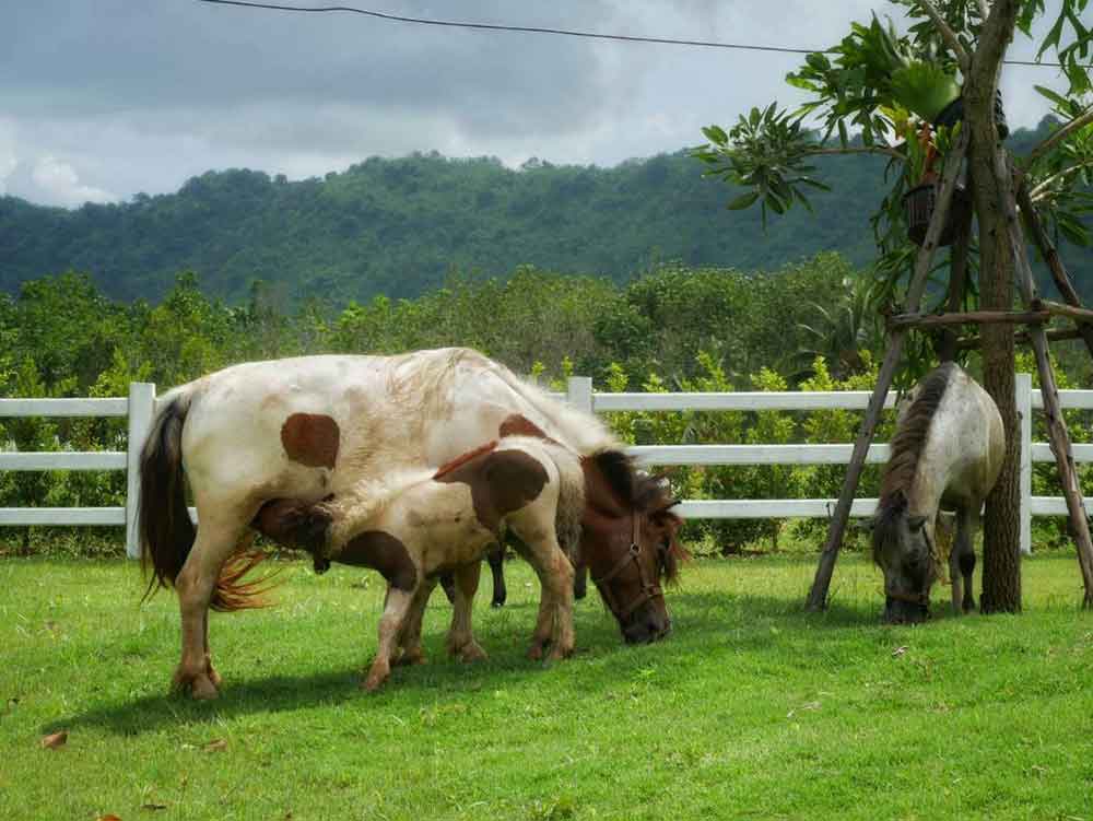 Shetlands