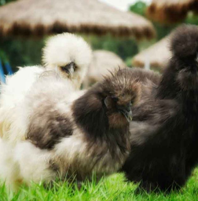 ไก่ซิลกี้อเมริกา (Silkie)