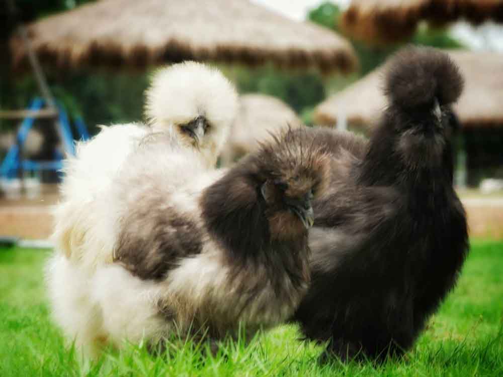 Silkie