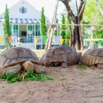 Sulcata Tortoise