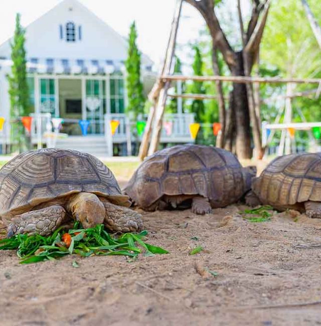 เต่าซูคาต้า (Sulcata Tortoise)