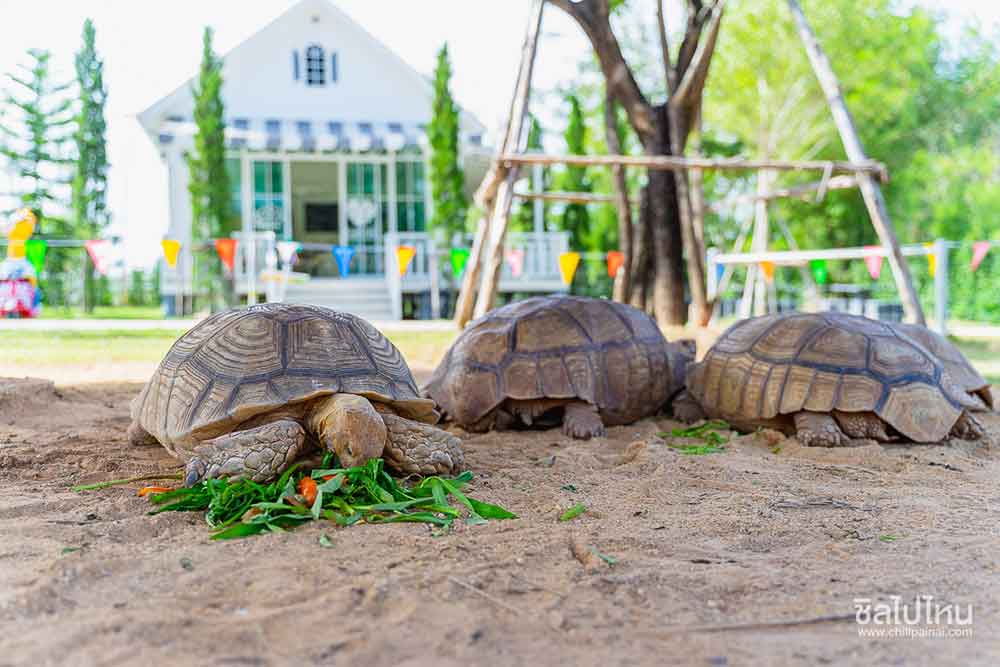 Sulcata Tortoise