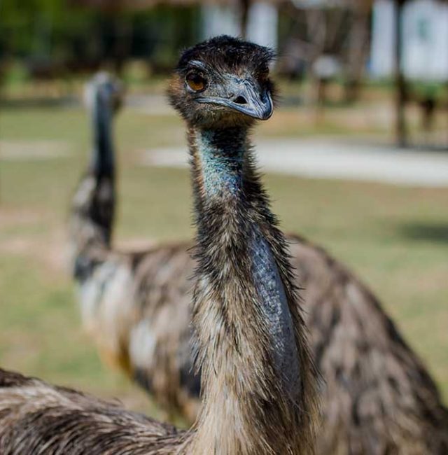 นกอีมู (Common Emu)