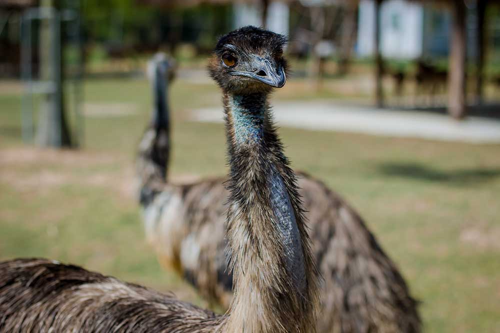 นกอีมู (Common Emu)