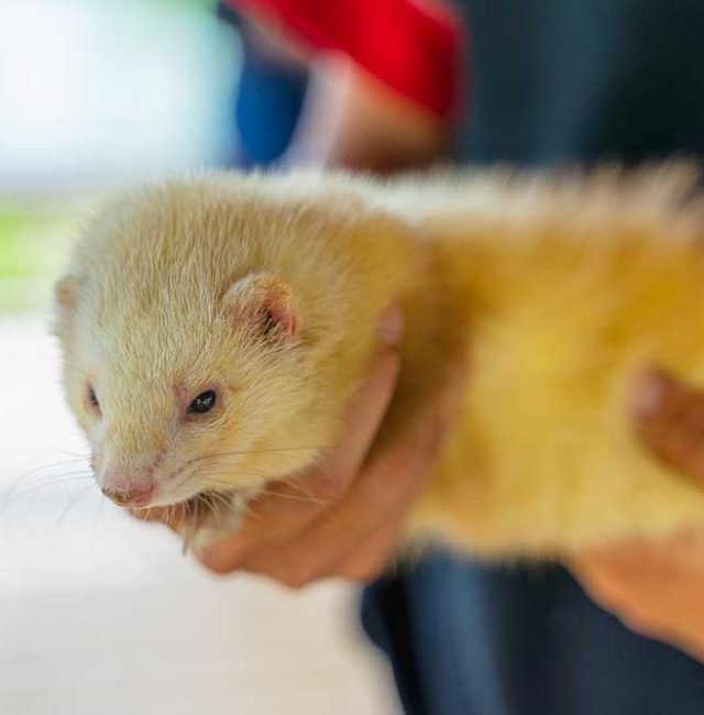 เฟอเรท  (Ferret)