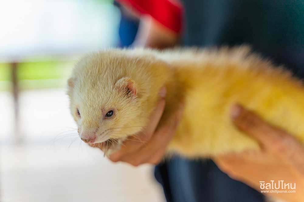 Ferret