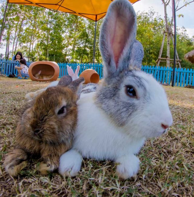 กระต่ายยักษ์เฟลมมิชไจแอนท์ ( Flemish Giant)