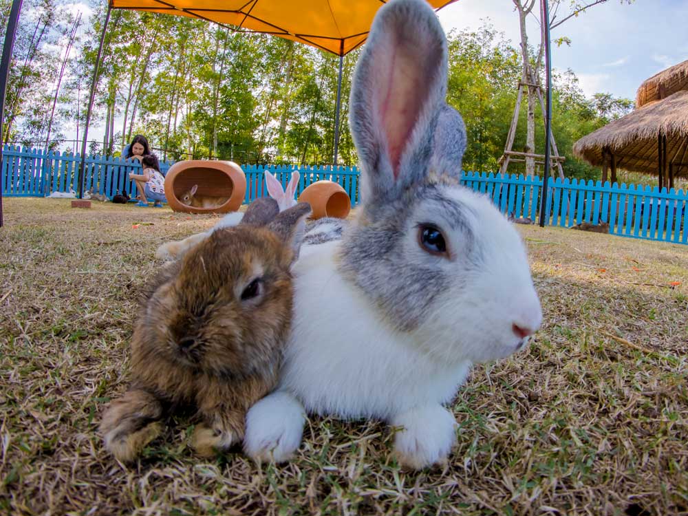 Flemish Giant