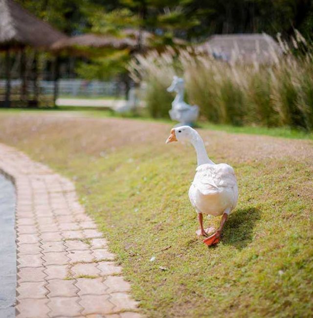 ห่าน (Goose/Gander)