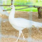 Indian peafowl