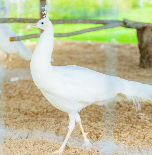 นกยูงอินเดียขาว (Indian peafowl)