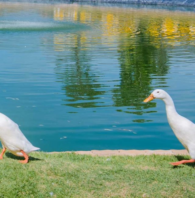 เป็ดอินเดียนรันเนอร์ (Indian runner duck)