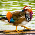 Mandarin Duck