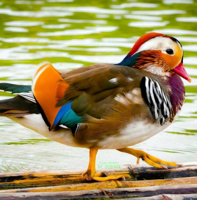 เป็ดแมนดาริน ( Mandarin Duck )