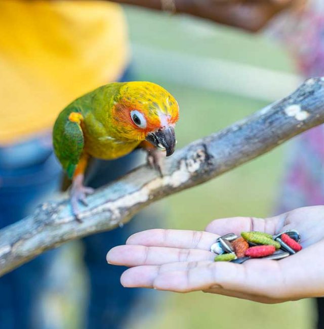 นกซันคอนัวร์ (Sun Conure)