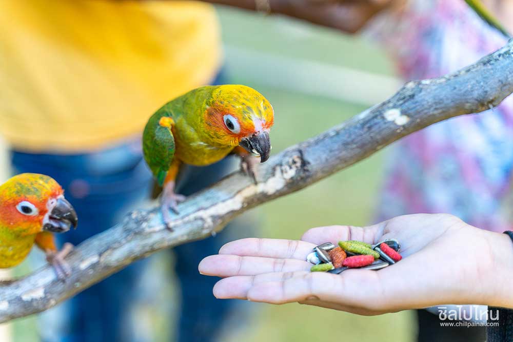 Sun Conure