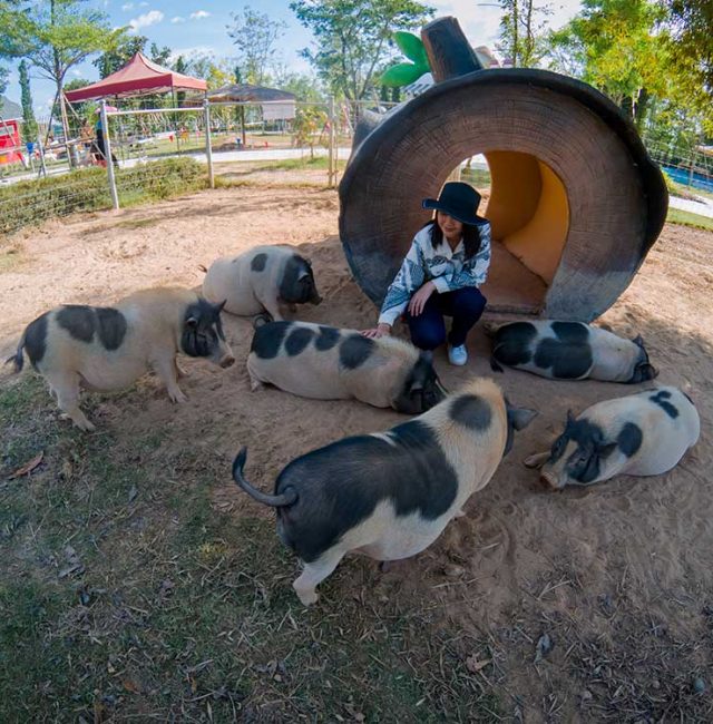 หมูแคระพ๊อตเบลลี่เวียดนาม (Vietnamese Pot Belly)