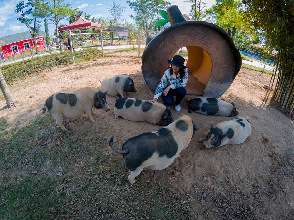 Vietnamese Pot Belly