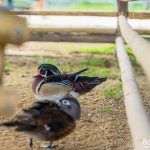 Wood Duck