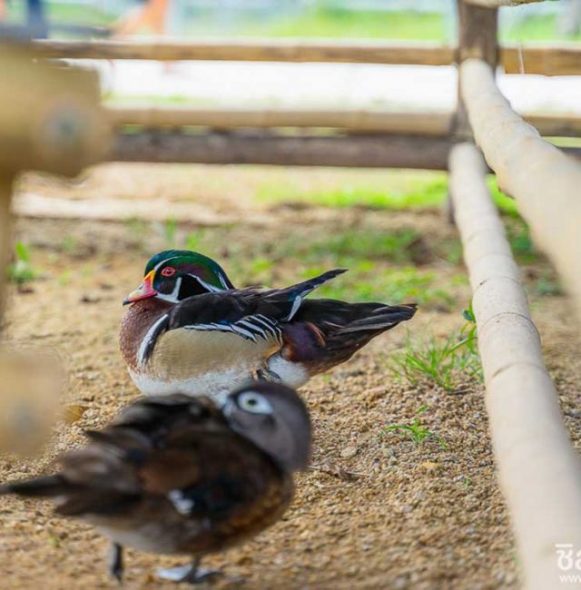 เป็ดวู้ดดั้ก ( Wood Duck )