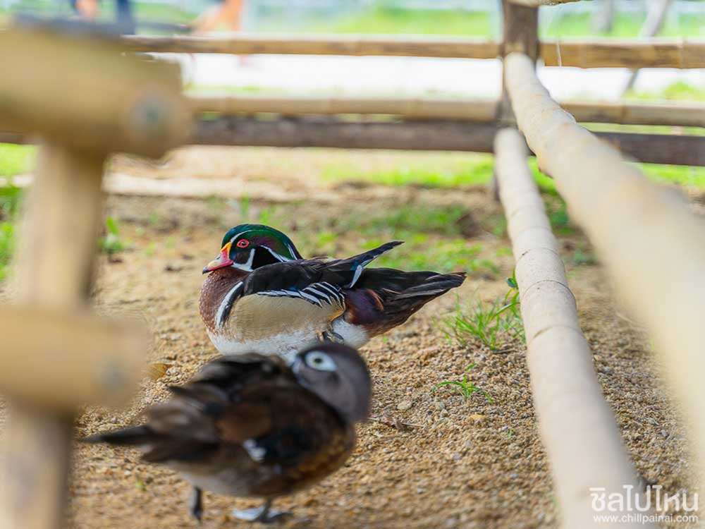 Wood Duck